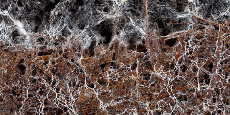 Mycelium: De Sleutel Tot Een Duurzame Toekomst? - Zamnesia